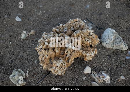 A small coral rock about the size of a coconut resting on sandy beach, showing natural coastal material shaped by ocean waves and time. Stock Photo