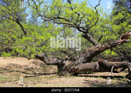 A massive, sprawling oak tree with thick, twisted branches and new spring foliage lies partially fallen in a woodland setting Stock Photo