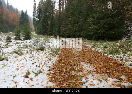 A winding dirt path through a forest is blanketed with fallen orange and brown leaves, with patches of fresh snow on the ground and evergreen trees li Stock Photo