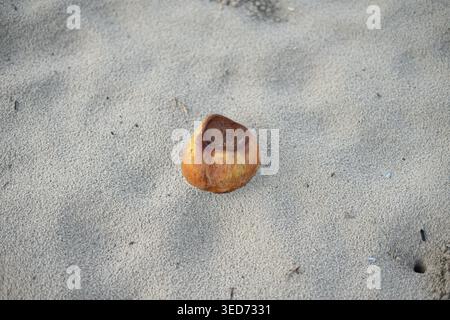 Close-up of an old brown coconut resting on sandy beach, showing a dry and weathered surface shaped by coastal conditions and exposure to sun and wind Stock Photo