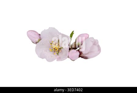 Detailed Macro Shot Displaying Tender Pink Flower Buds On Stark White Background Suitable For Branding Stock Photo