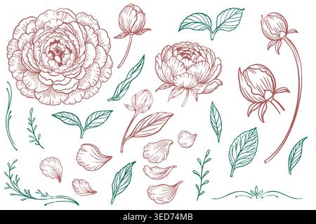 Colorful botanical set with pink peony flowers and green leaves isolated on white Stock Vector
