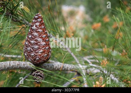 A detail of an immature pine cone growing vertically on a pine branch, notable for its symmetrical scale structure. Stock Photo