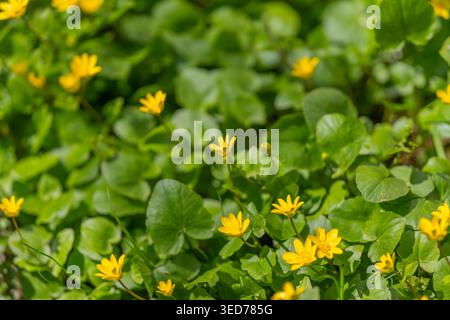 Closeup sunlit yellow flowers on clover, bright green leaves with shallow depth of field, warm sunlight highlighting delicate petals and textured foli Stock Photo