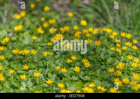 Repetitive pattern yellow blooms and glossy leaves forms rhythmic natural texture, ideal for biophilic design, background and textile concepts Stock Photo