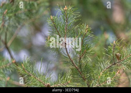 Pine twig with emerging brown cones, crisp midground clarity and soft green background, pollen dust and textured scales visible for packaging and bota Stock Photo