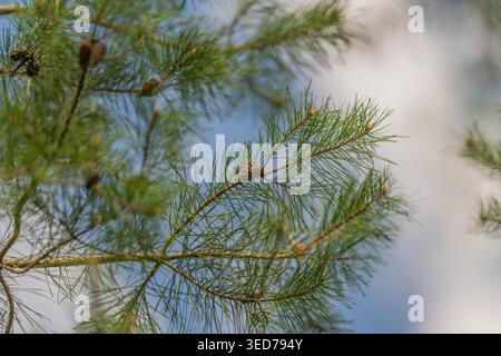 Upward view of pine branches, sky, soft cloud backdrop and airy composition, subtle seeds and cones creating peaceful outdoor mood for editorial lands Stock Photo