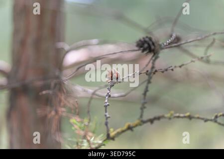 Solitary cone resting on weathered twig, muted green background and shallow focus evoke quiet forest mood for book covers, contemplative editorials an Stock Photo