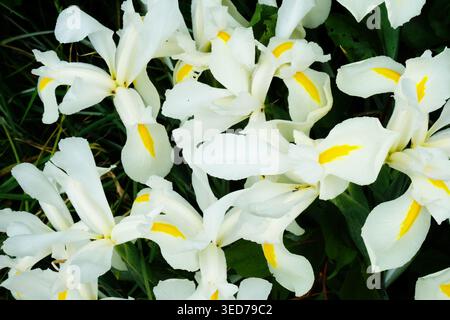 Elegant white Iris flowers with yellow markings blooming in a lush garden setting. Decorative spring perennial plants with delicate petals. Stock Photo