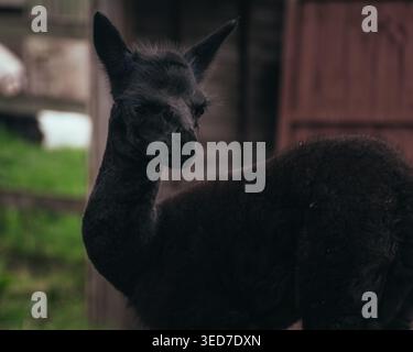 Alpaca baby with deep dark brown fluffy coat Stock Photo