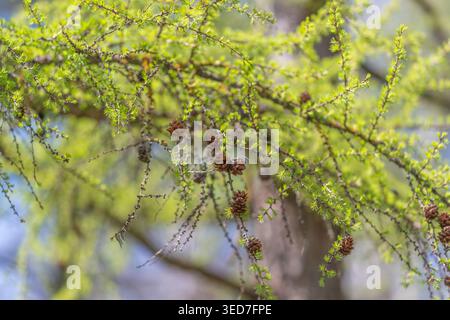 Close detail of small cones with bright green needles, tactile texture and contrast against soft background, botanical study and decorative pattern re Stock Photo
