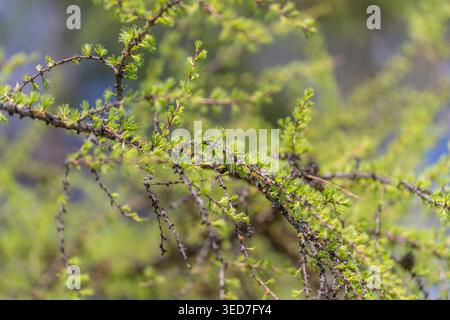 Close up detail of larch texture, subtle color gradient from brown cones to fresh green needles, shallow depth creating modern abstract feel, suitable Stock Photo