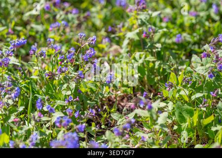 Repeat of violet flowers forming textured pattern. Repetitive pattern of periwinkle flowers with textured stems for artistic background and design pur Stock Photo