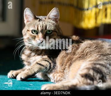 Close-up of a fluffy tabby cat lying on a carpet in the sunlight Stock Photo