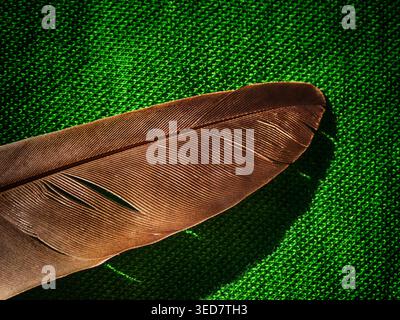 Black-golden feather macro on green background Stock Photo