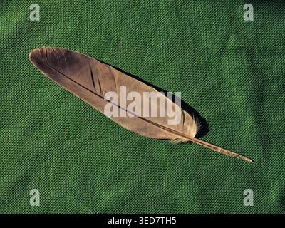 Black-golden feather on green background Stock Photo