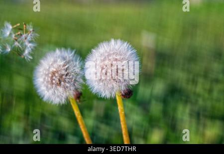 Blowing dandelion moves and flies away wild nature Stock Photo