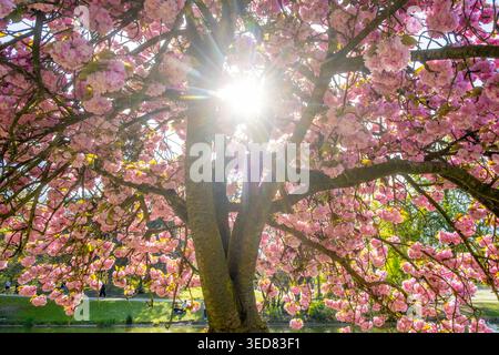 France, Paris, the Bois de Vincennes, the Lac Daumesnil, cherry trees in bloom Stock Photo