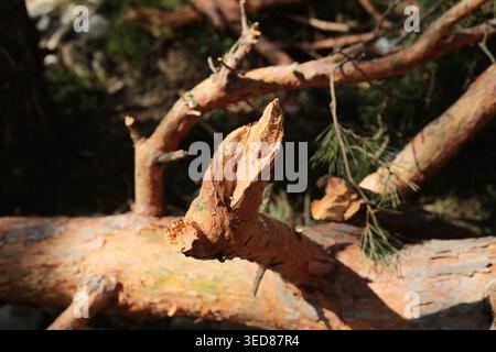 Stack of cut pine logs with textured bark in sunlight Stock Photo