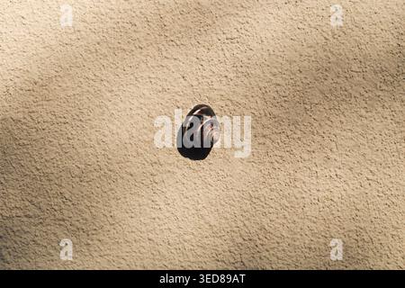 Small snail crawling on textured beige wall in sunlight Stock Photo