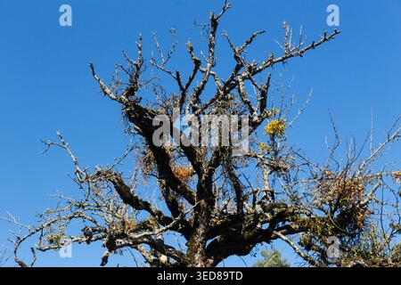 Dry twisted tree branches against clear blue sky Stock Photo