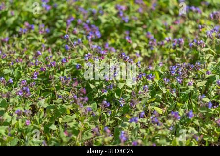 Textured spring carpet of tiny flowers, purple clusters interspersed with lush green leaves, repeating organic pattern, soft highlights and shallow fo Stock Photo