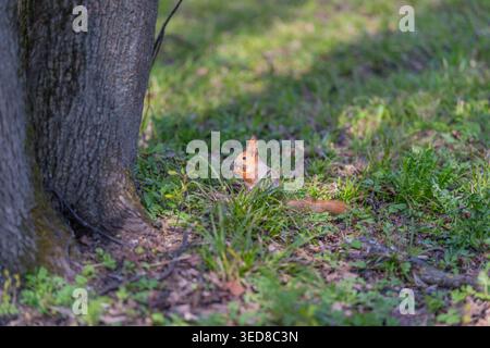 Red squirrel closeup portrait with tail, fine fur detail and focused expression, low angle revealing natural posture beside base of tree, warm midday Stock Photo