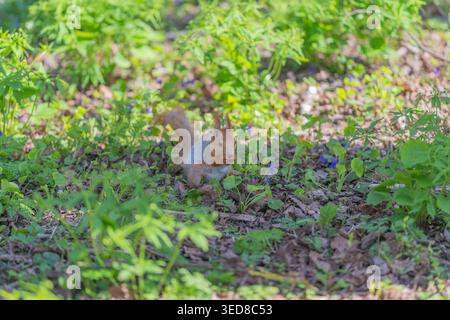 Red squirrel framed by low branch, composition uses natural elements to create depth and focus on small subject moving through leaf litter, calm woodl Stock Photo