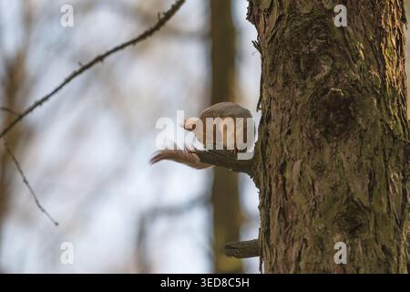 Red squirrel perched on branch, alert silhouette against blurred canopy, keen ears and bushy tail, textured bark and cool forest tones, quiet sentinel Stock Photo