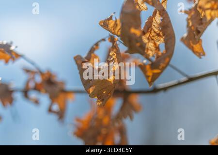 Faint illumination reveals aged oak foliage and twigs. Gentle illumination emphasizes timehonored oak foliage and slender branch surrounded by hazy ba Stock Photo