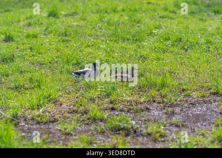 Newly hatched ducklings in spring grass, close grouping, tiny footprints, vibrant green, puddle reflections, warm light, playful sibling interaction, Stock Photo