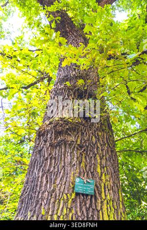 France, Ile-de-France, Paris, 5th arrondissement, The Garden of Plants, Bur oak, Quercus Macrocarpa Stock Photo