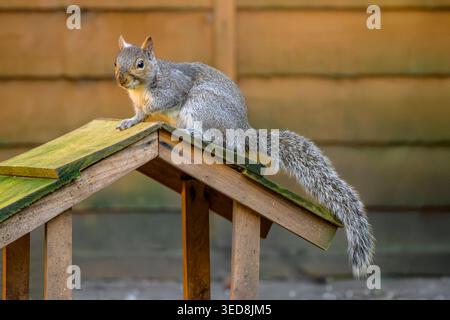Grey squirrel perched on wooden bird feeder in garden, with autumn gold colour fence behind,, UK Stock Photo