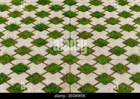 Grass and other vegetation growing in a rectangular pattern of plus-shaped concrete bricks on a parking lot Stock Photo