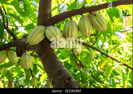Yellow Cacao Pods Growing on Cacao Tree in Madagascar Stock Photo