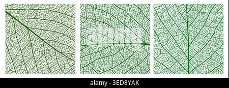 Green leaf vein texture, plant cell closeup background. Green plant cellular lattice vector backdrop, botany tree closeup transparent texture. Plant cell macro background or leaf vein tissue pattern Stock Vector