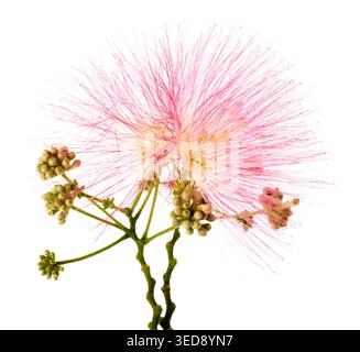 Albizia julibrissin flower isolated on a clean white background, showcasing delicate pink filaments and exotic ornamental beauty, ideal for botanical, Stock Photo