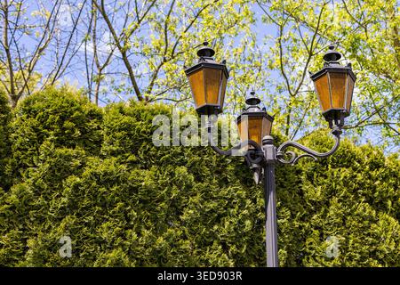 Vintage Street Lamp Above Green Hedge. Decorative black street lamp with amber glass stands above a tall green hedge under bright spring sunlight. Stock Photo