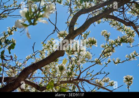 Delicate white flowers on dark brown tree branches viewed from below, showcasing the vibrant colors of spring and natural sunlight in an outdoor city Stock Photo