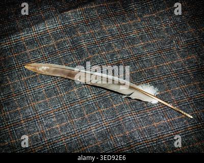 Feather on fabric background, decoration, wallpaper Stock Photo