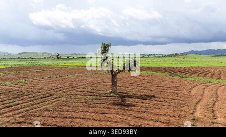 Aerial view of a lone tree surrounded by harvested fields and rolling ...