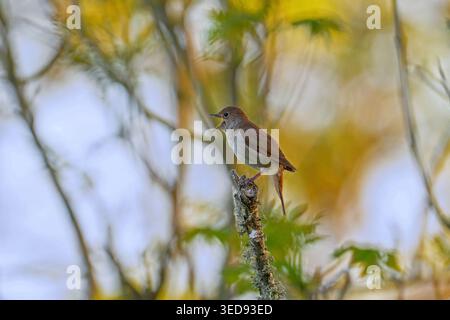 Nightingale-Luscinia megarhynchos perched on a Oak moss-Evernia prunastri covered branch in full song. Stock Photo