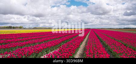 Panoramic view of vibrant pink and yellow tulip fields under a cloudy sky in Holland Stock Photo