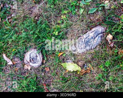 Grass, tree roots wild nature close up Stock Photo