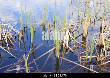 Young green reeds pushing through dry yellow stems in clear blue water. Picturesque spring landscape with the sky reflected on the lake's surface. Clo Stock Photo