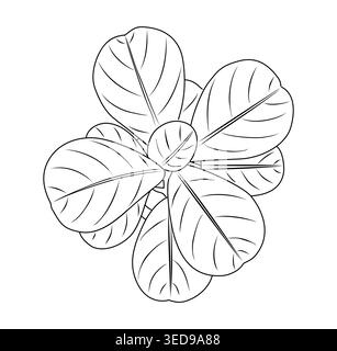 Ficus lyrata top view line art illustration Stock Vector