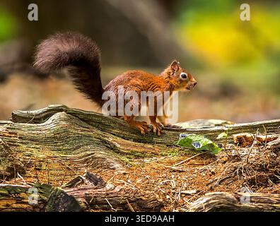 Wild red squirrel scampering along a fallen forest log on Brownsea Island, UK, captured in warm woodland light amid natural habitat. Stock Photo