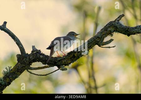 Nightingale-Luscinia megarhynchos perched on a lichen and Oak moss covered branch in full song. Stock Photo