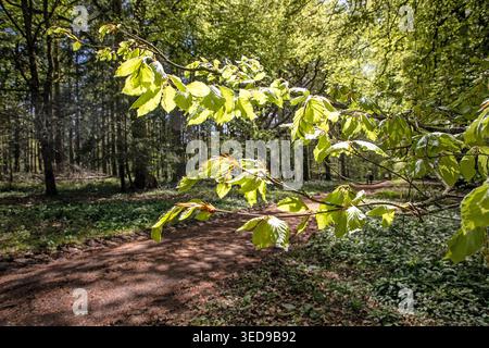 Fresh spring leaves glow in warm sunlight above a winding path through an English woodland, where dappled shadows dance beneath trees -tranquil scene. Stock Photo