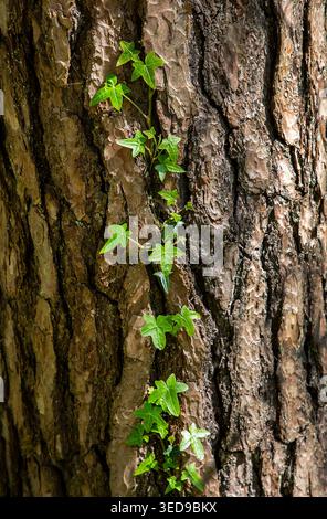 English ivy climbs rugged pine bark, its bright green leaves tracing a living path of resilience and contrast through the forest. Stock Photo